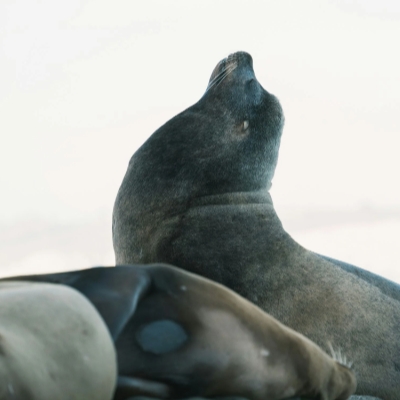 seal